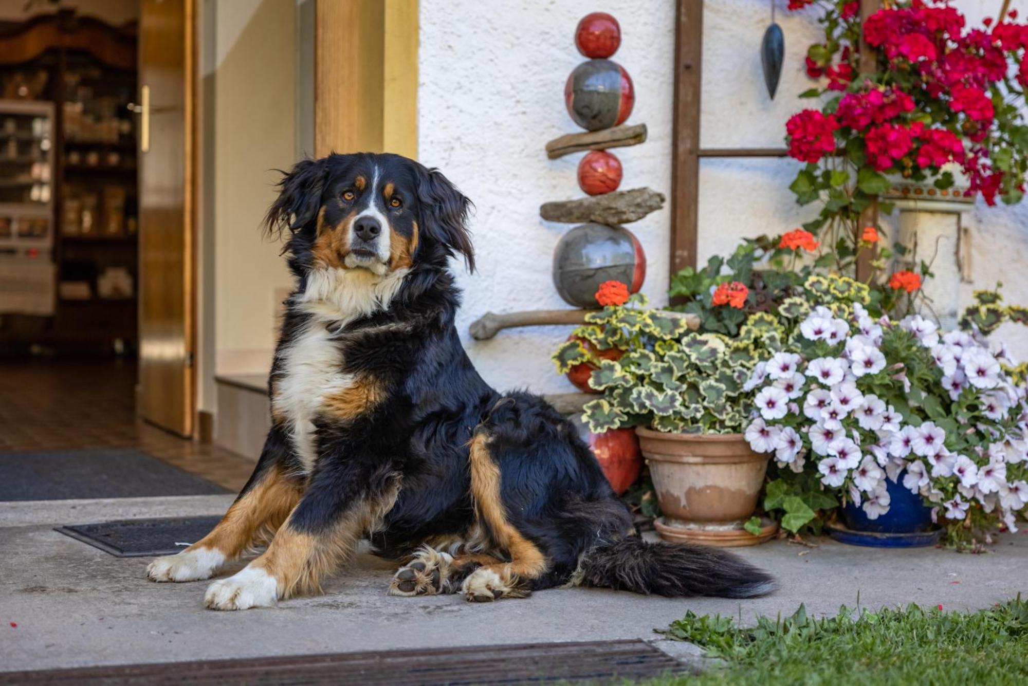 Appartamento Bio-Bergbauernhof Weger Dellach  Esterno foto