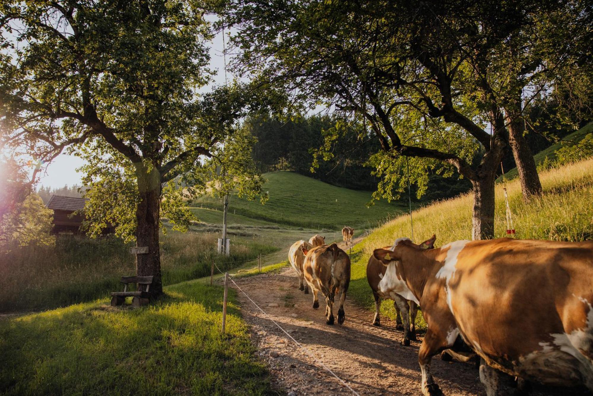 Appartamento Bio-Bergbauernhof Weger Dellach  Esterno foto